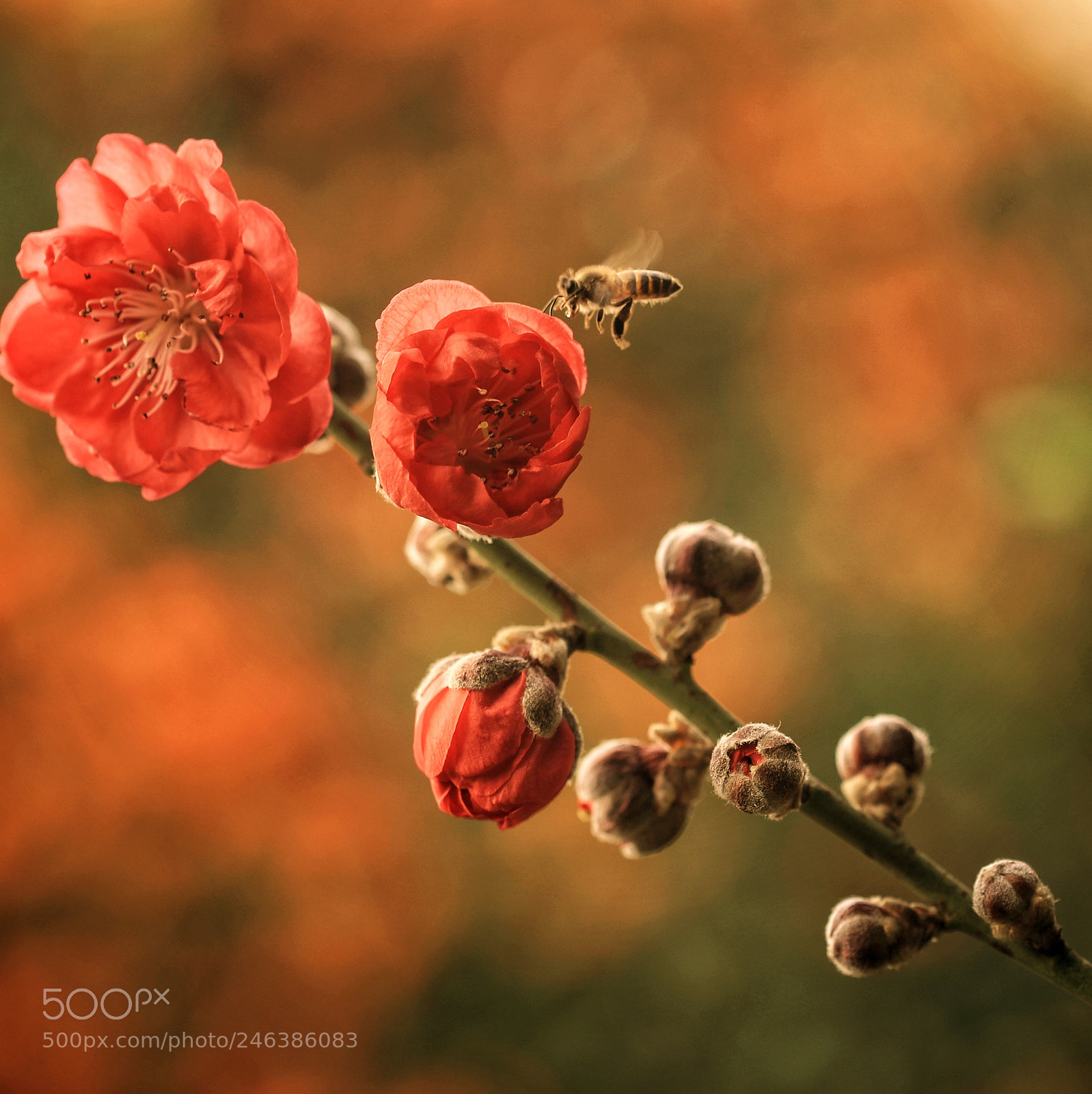 Canon EOS-1D X Mark II sample photo. Busy bee photography