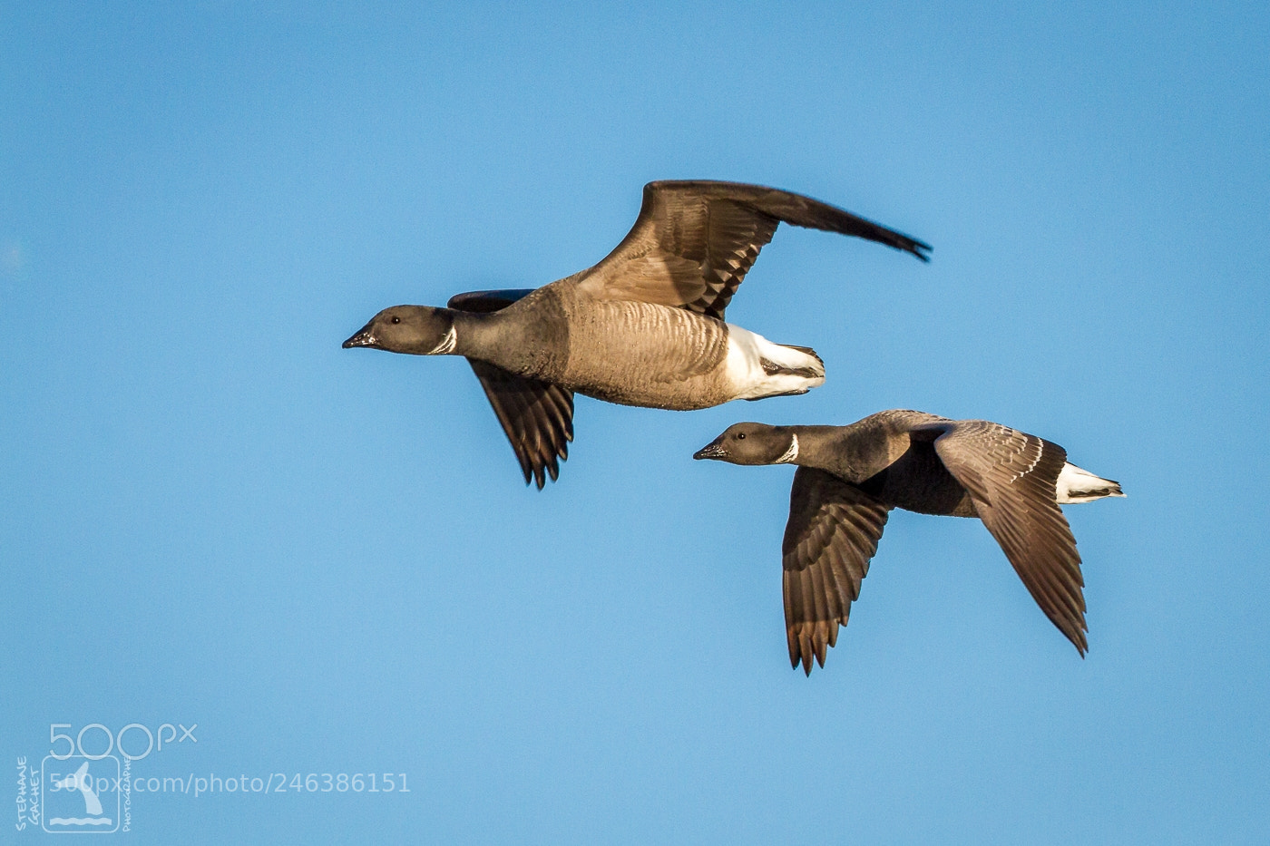 Canon EOS 7D sample photo. Des bernaches cravants et photography