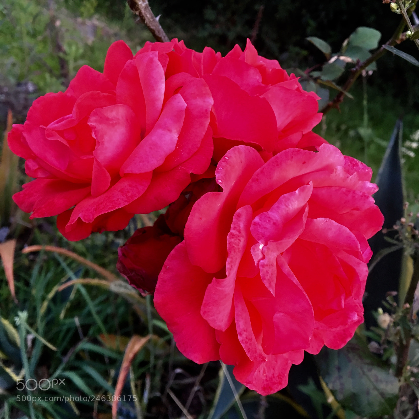 Apple iPhone 6s sample photo. Untitled photography
