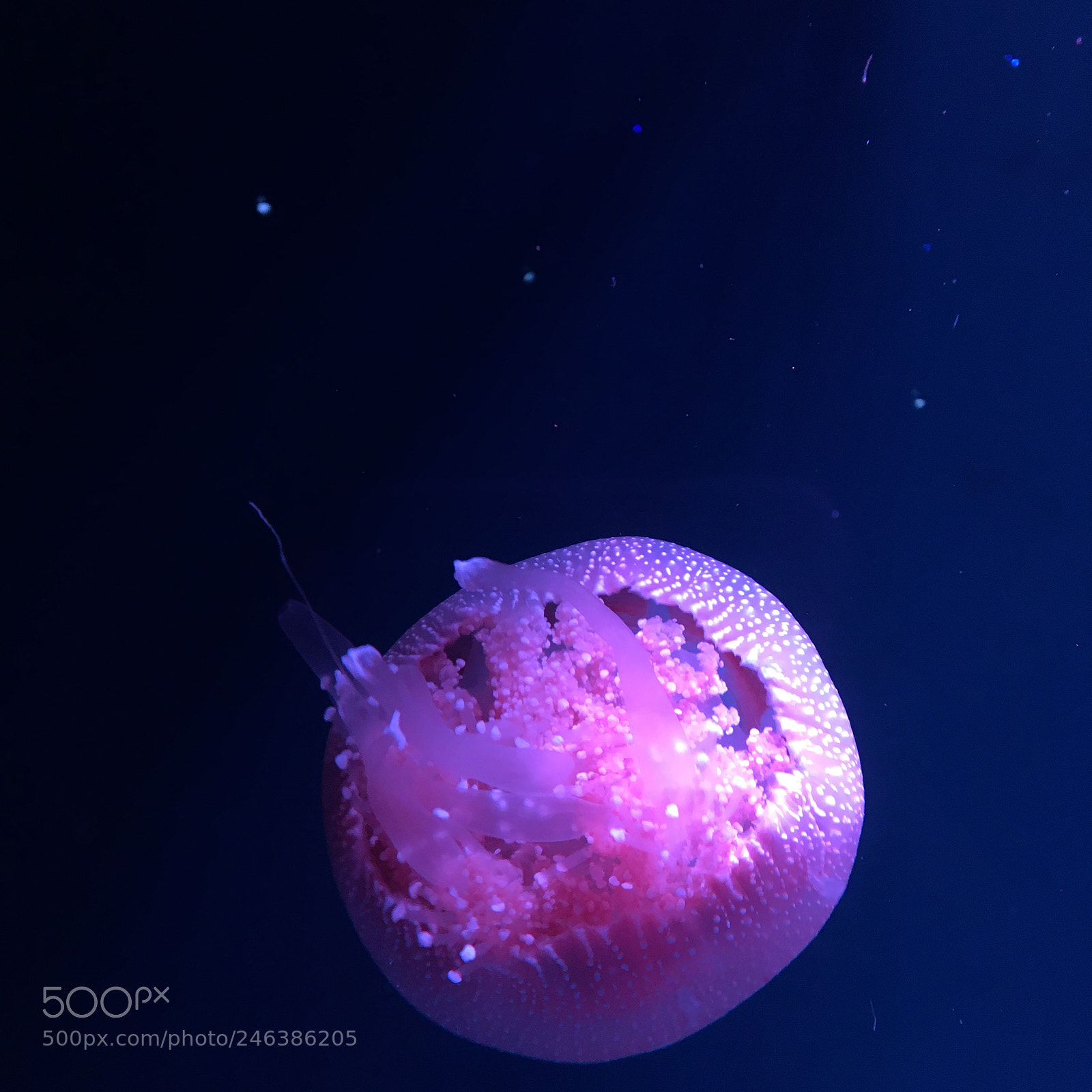 Apple iPhone 6s sample photo. Jellyfish on jakarta aquarium photography