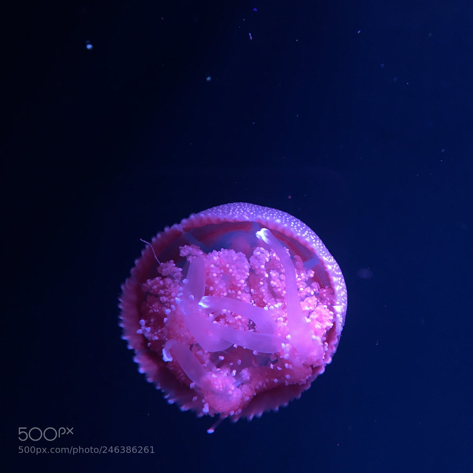 Apple iPhone 6s sample photo. Jellyfish on jakarta aquarium photography