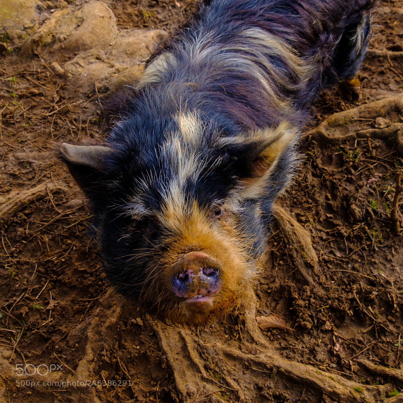 Fujifilm X-T2 sample photo. Kunakuna pig photography