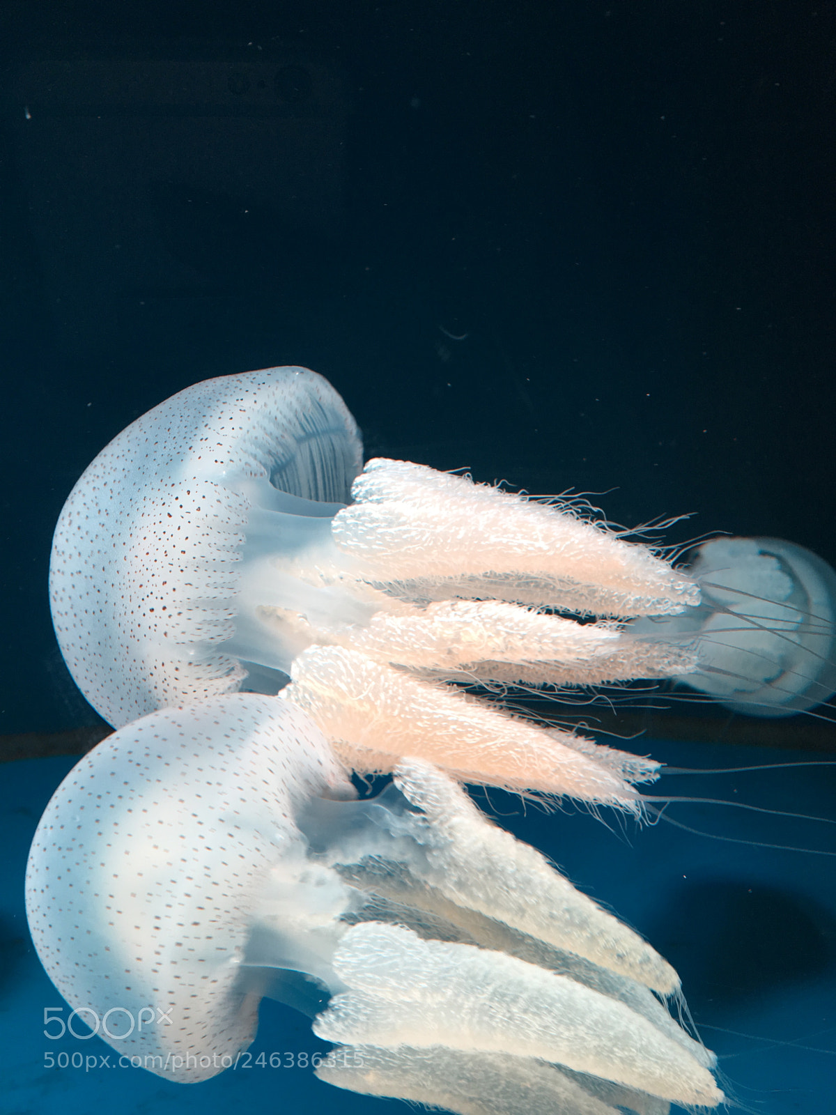 Apple iPhone 6s sample photo. Jellyfish on jakarta aquarium photography