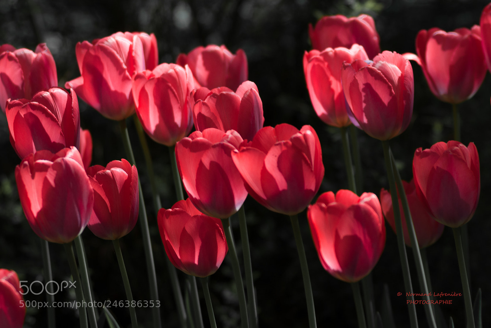 Nikon D200 sample photo. The red lanterns photography