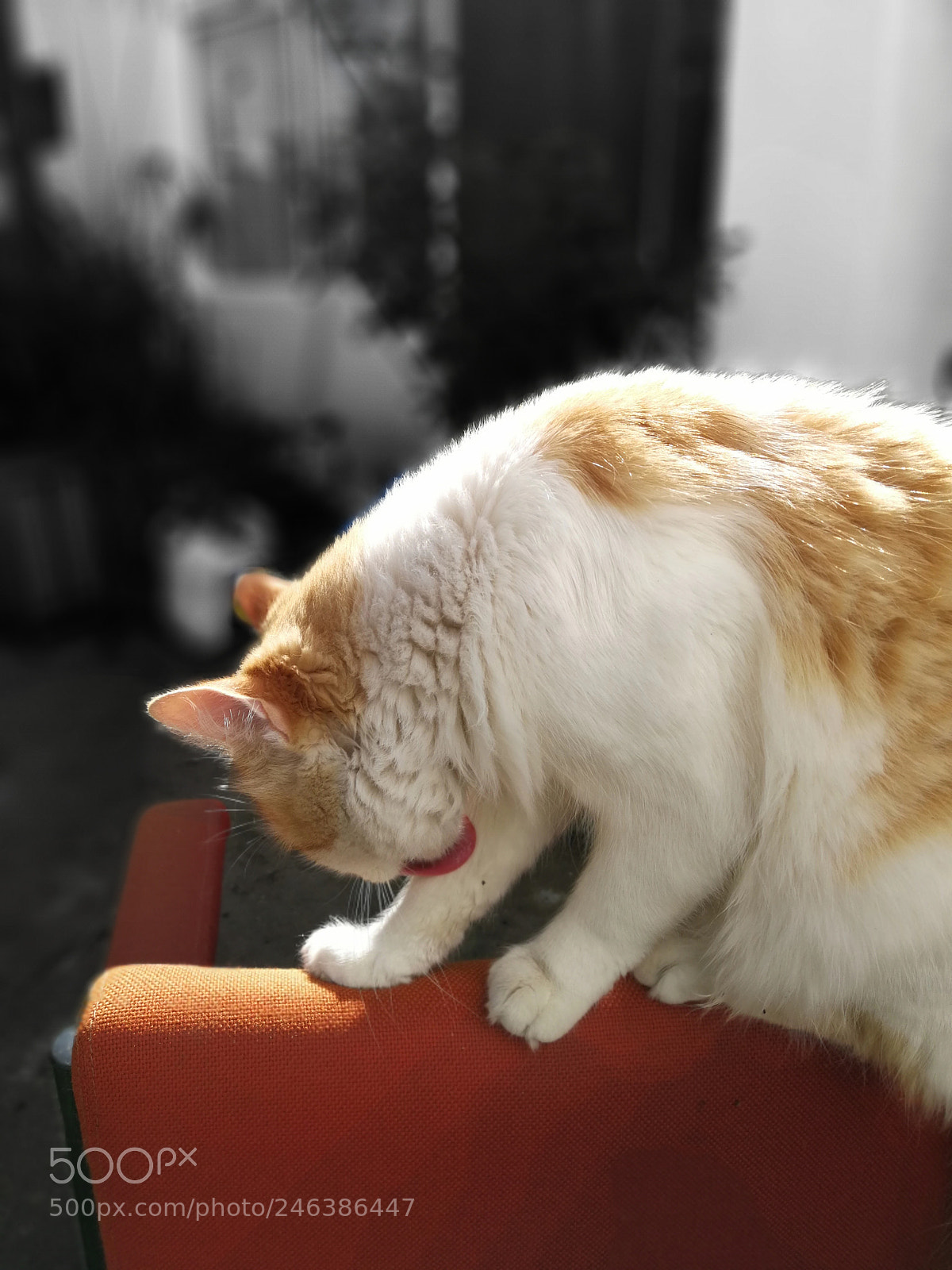HUAWEI P10 Plus sample photo. Untitled photography