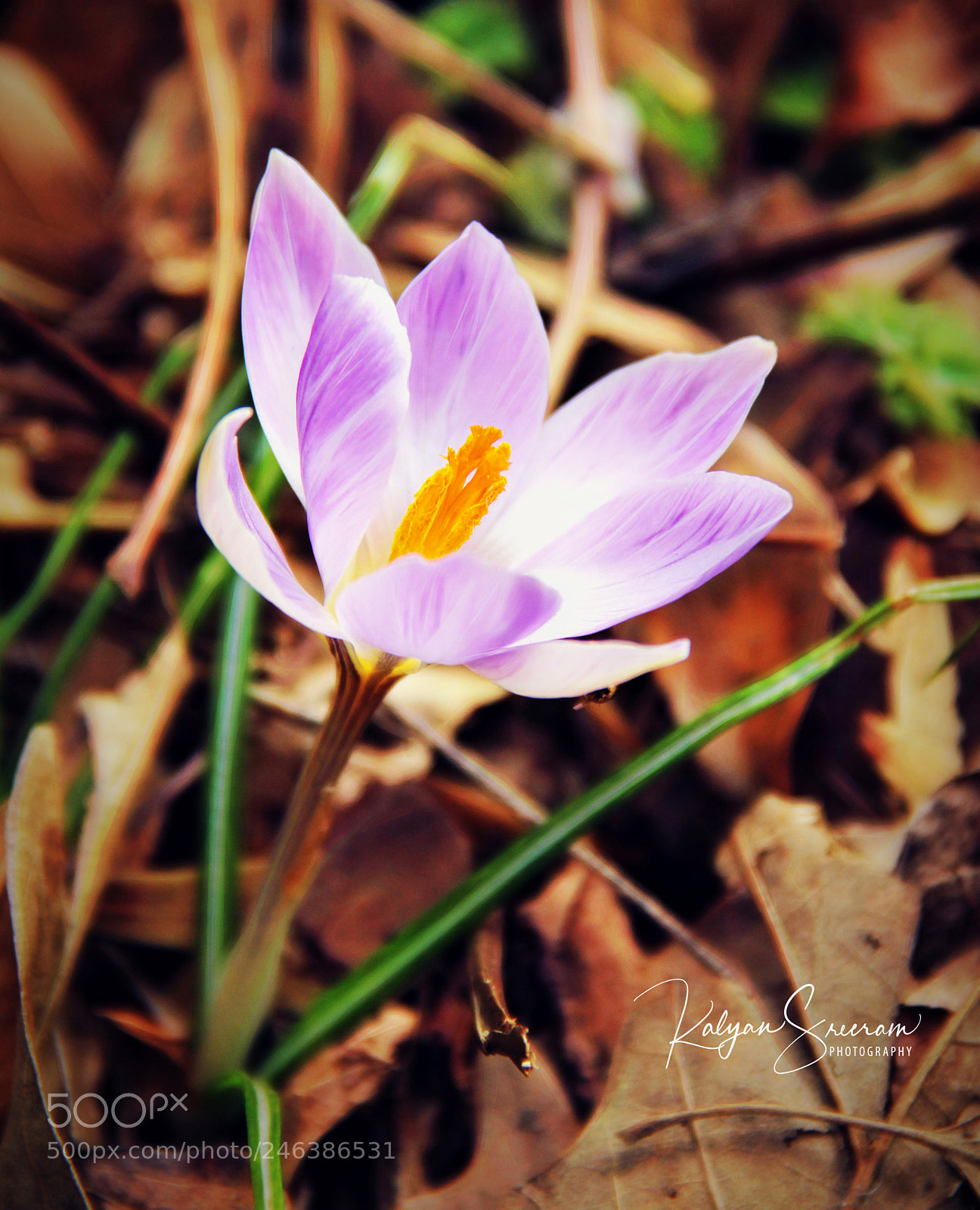 Canon EOS 60D sample photo. Fire flower photography