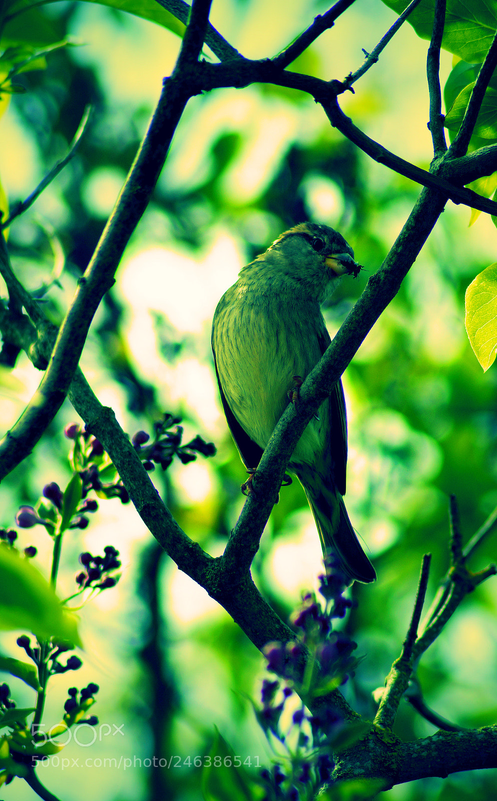 Sony SLT-A58 sample photo. Mr. bird photography