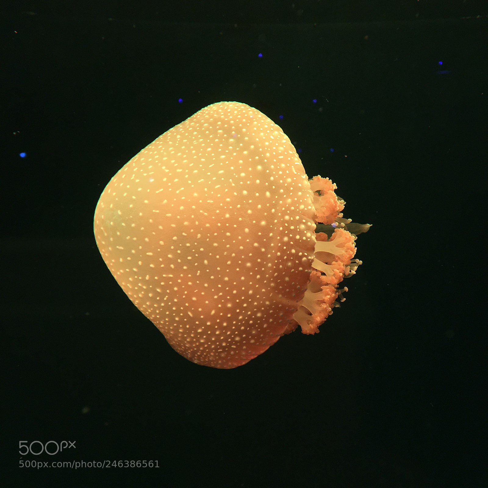 Apple iPhone 6s sample photo. Jellyfish on jakarta aquarium photography