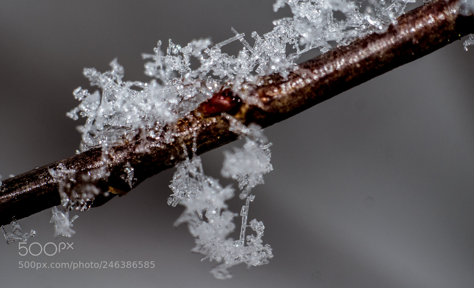 Panasonic DMC-G70 sample photo. Snowy branch photography