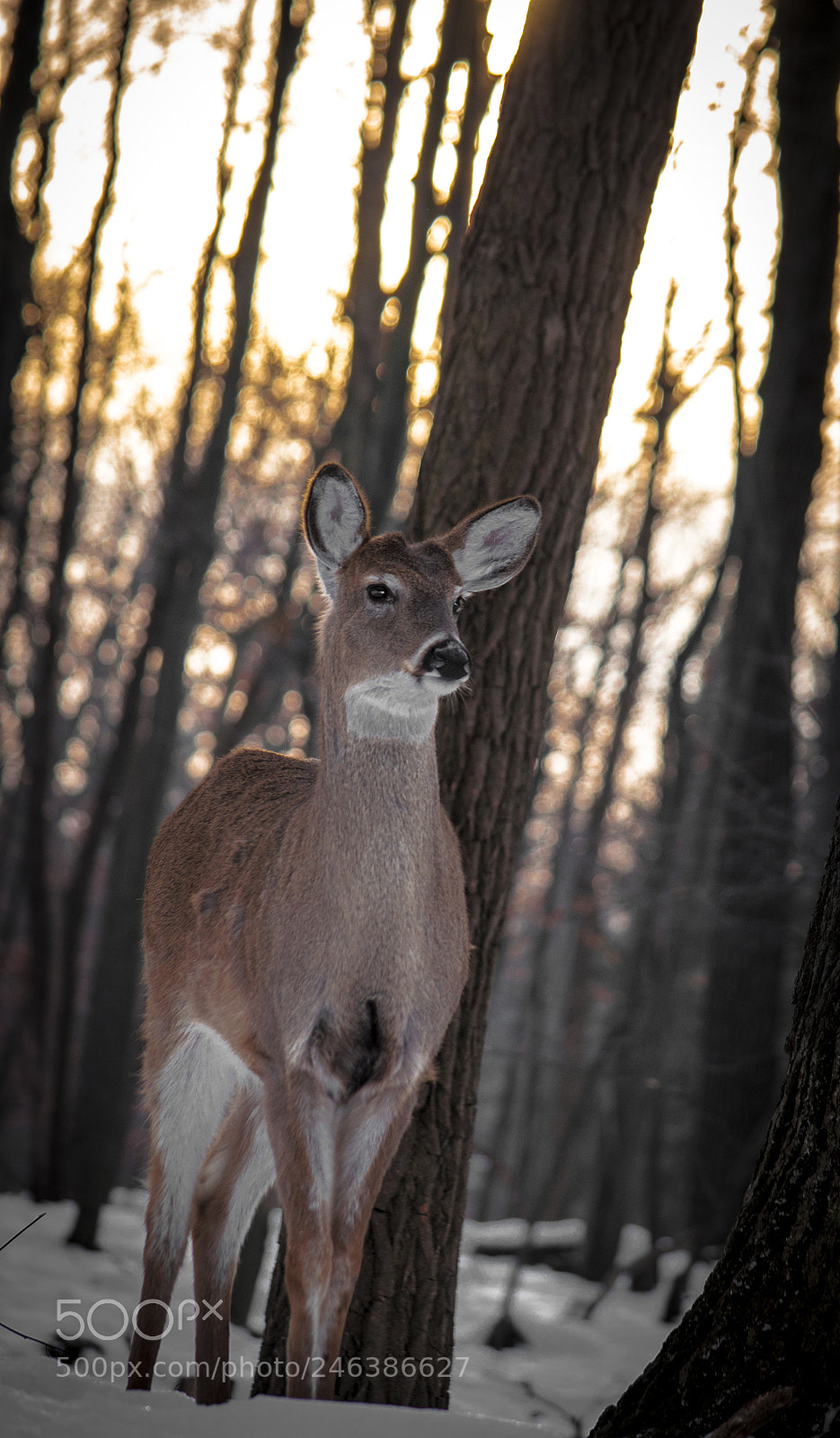 Nikon D90 sample photo. Early works photography