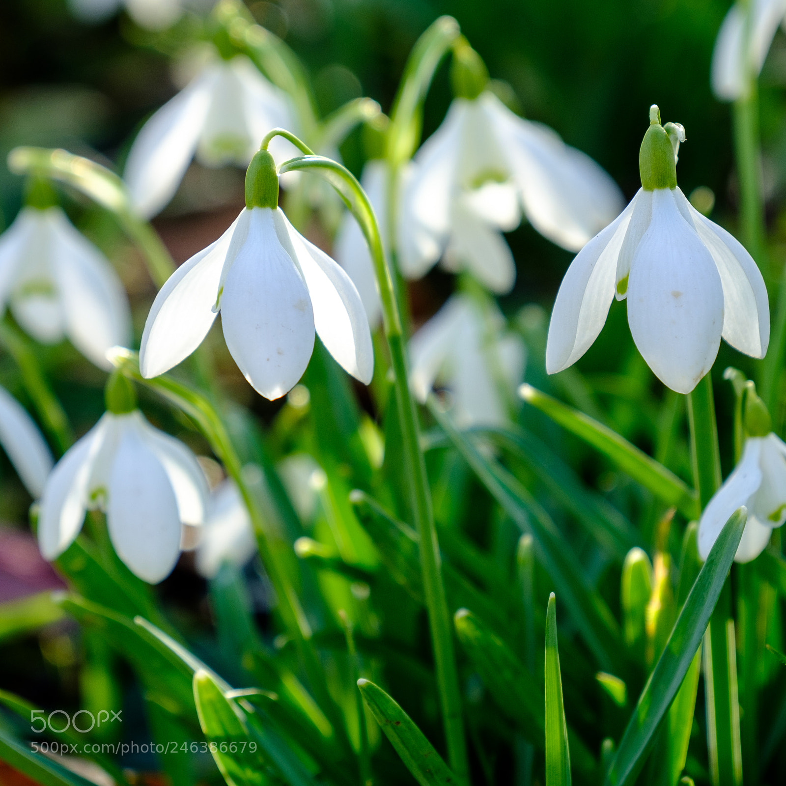 Fujifilm X-T2 sample photo. Snowdrops first signs of photography