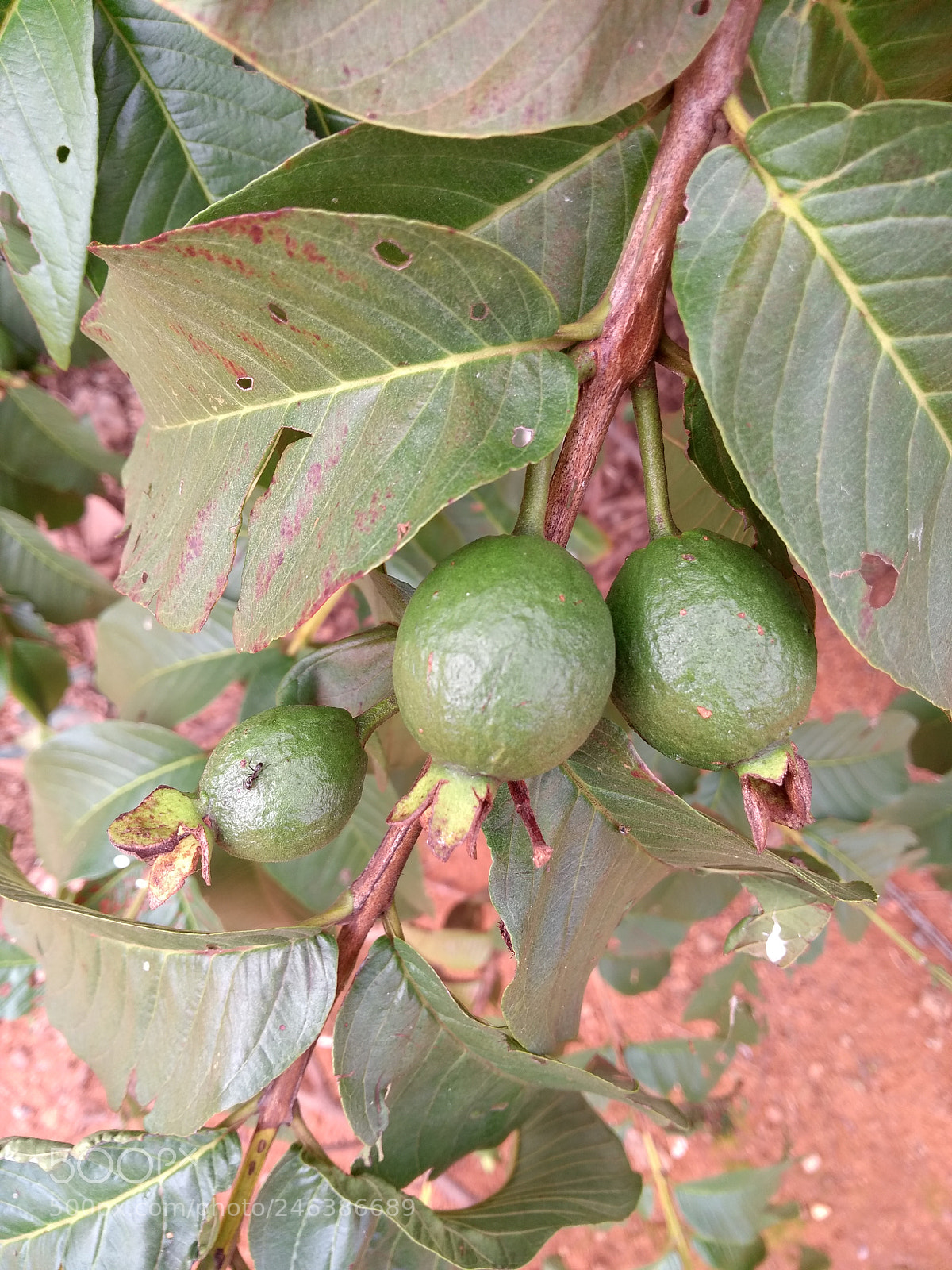 Motorola Moto G (5th Gen) sample photo. Untitled photography