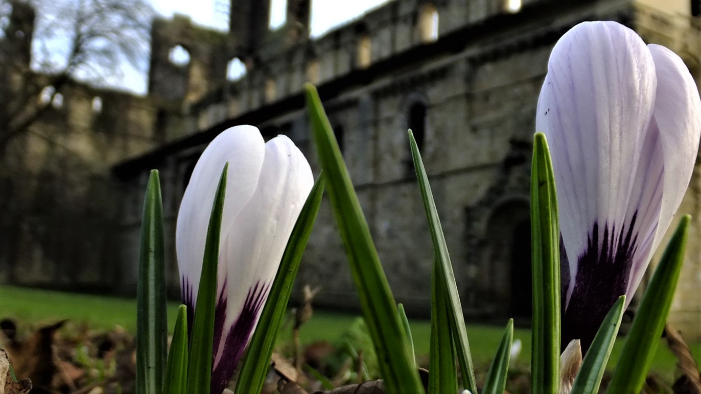 Fujifilm FinePix F770EXR (FinePix F775EXR) sample photo. Spring arrives at the abbey photography