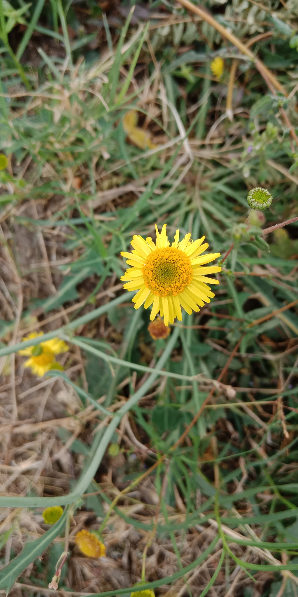 OPPO CPH1727 sample photo