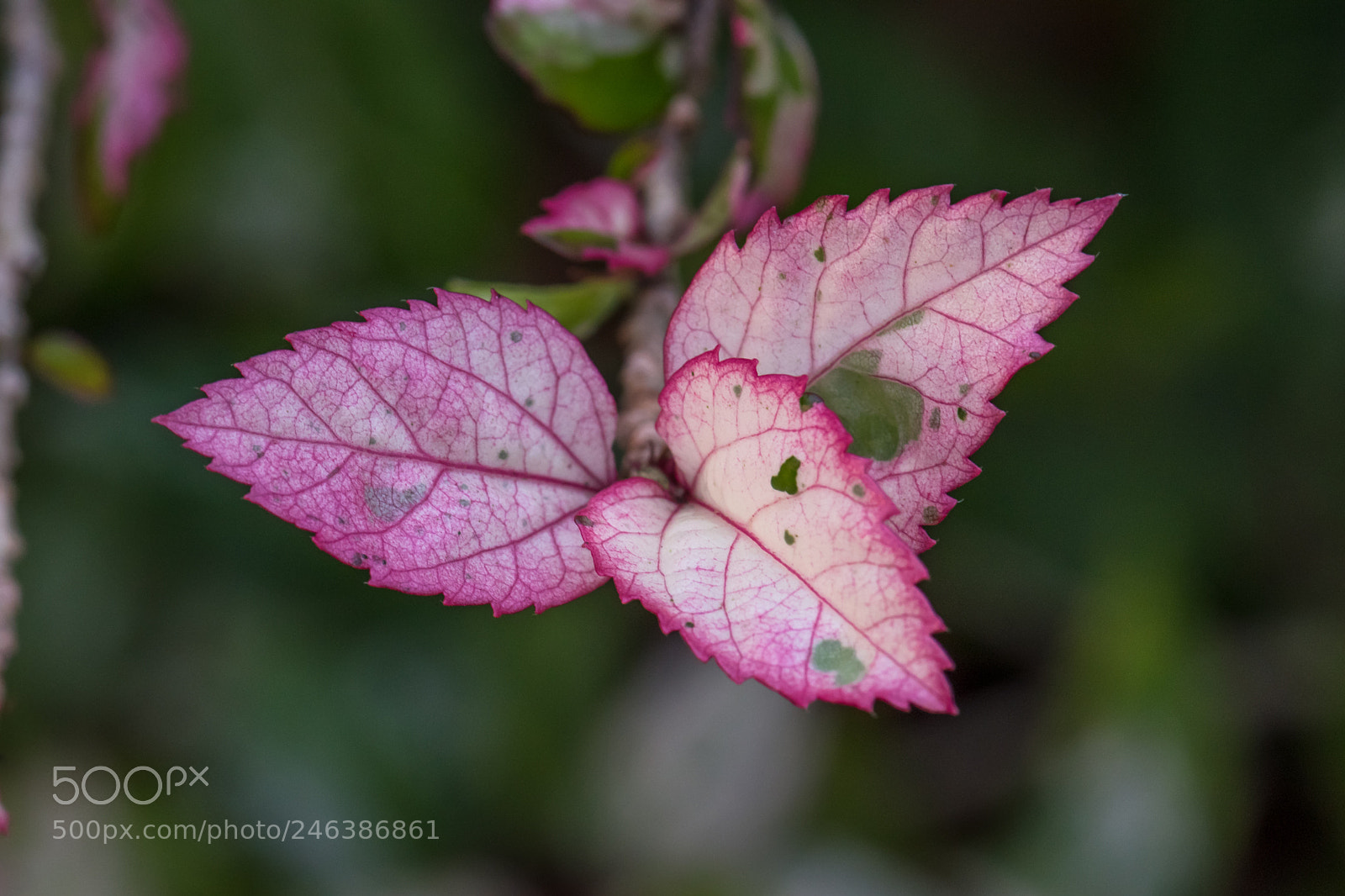Nikon D5500 sample photo. Pink leaf photography