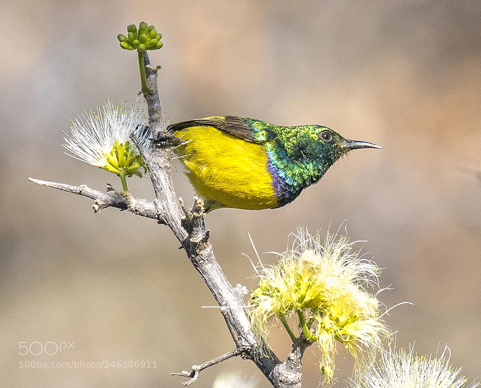 Nikon D810 sample photo. Collared sunbird (m) photography
