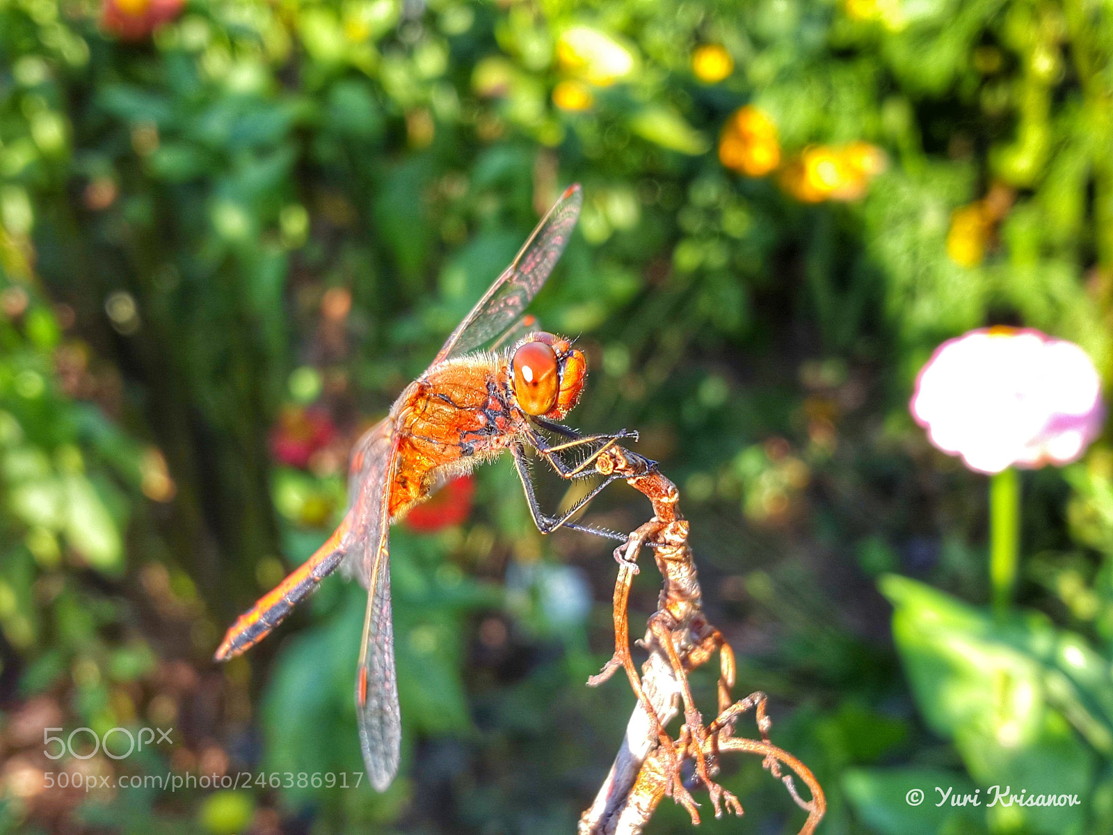 Samsung Galaxy Alpha sample photo. Dragonfly on a dry photography
