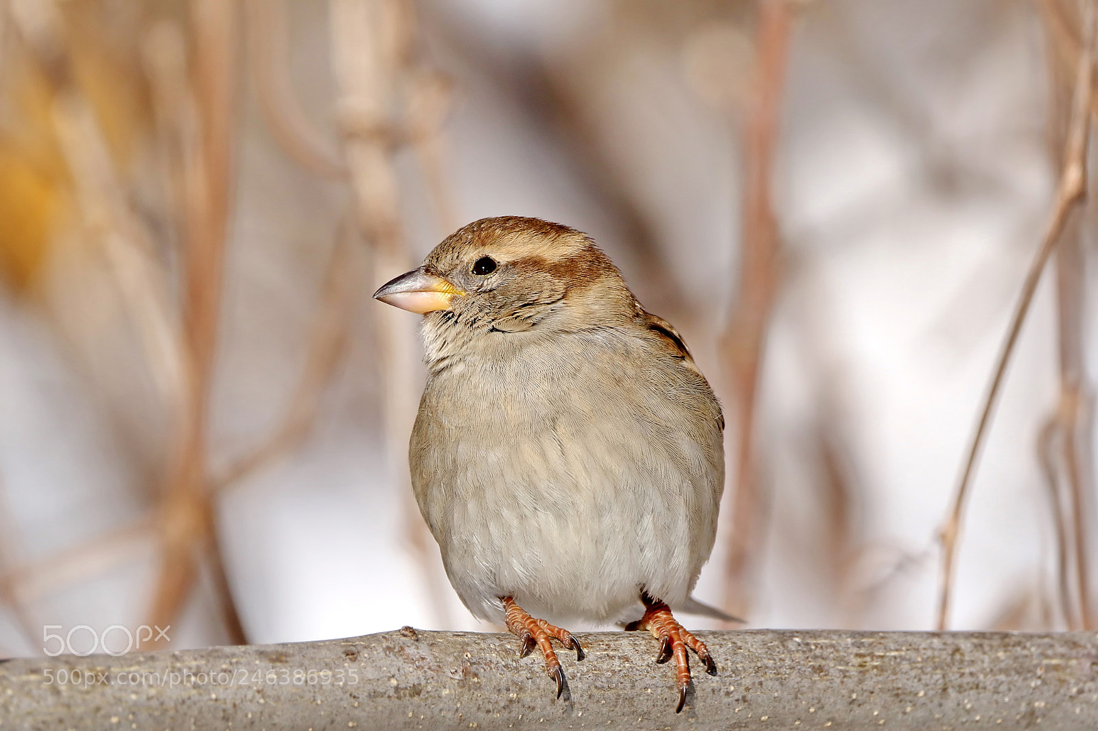 Canon EOS 7D Mark II sample photo. Sparrow photography