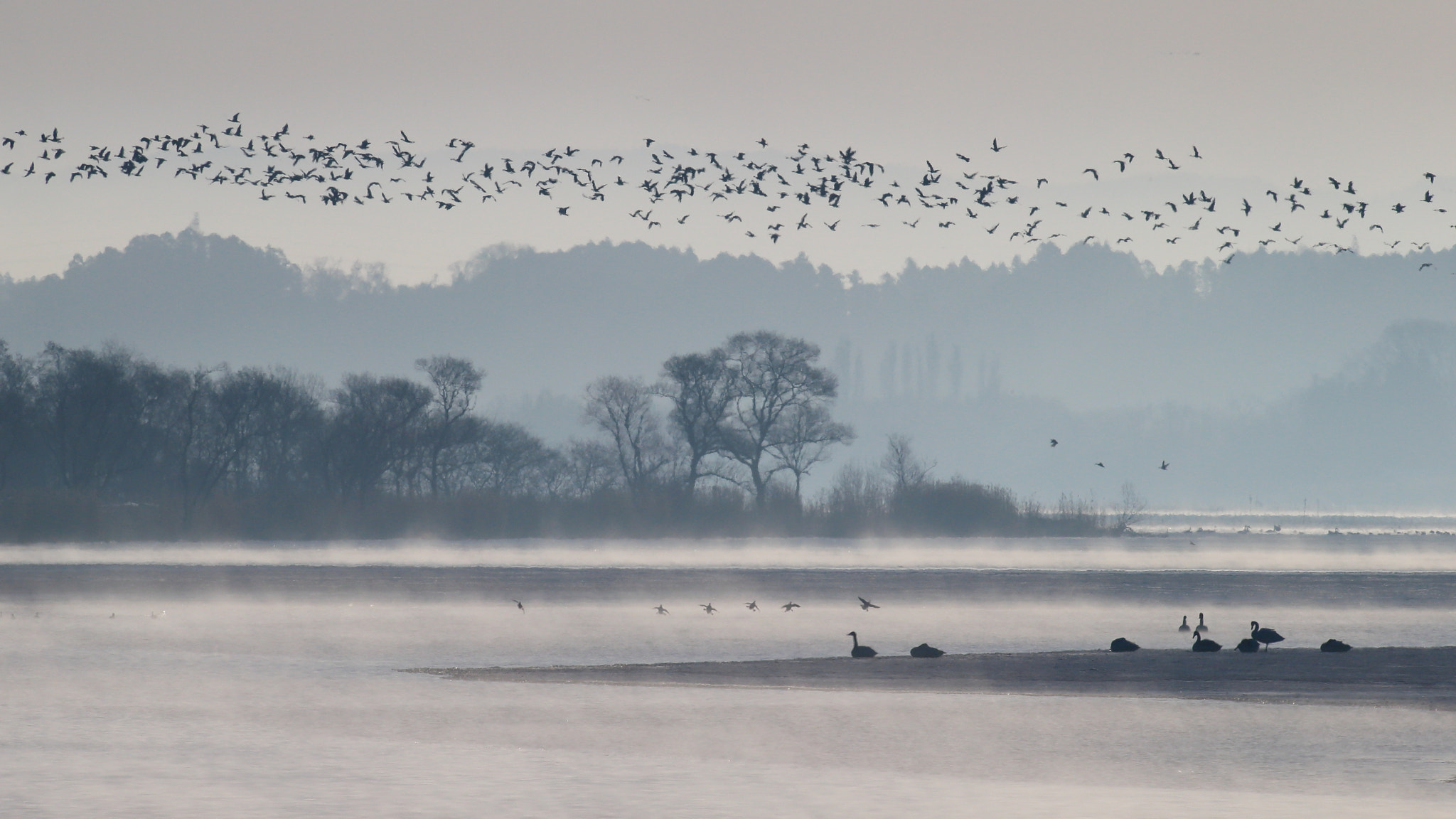 Canon EF 600mm f/4L IS sample photo. In foggy morning photography