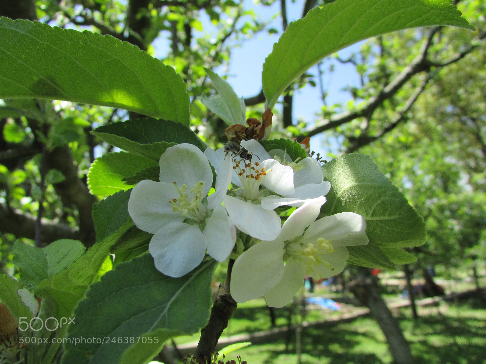 Canon PowerShot SX400 IS sample photo. Img photography