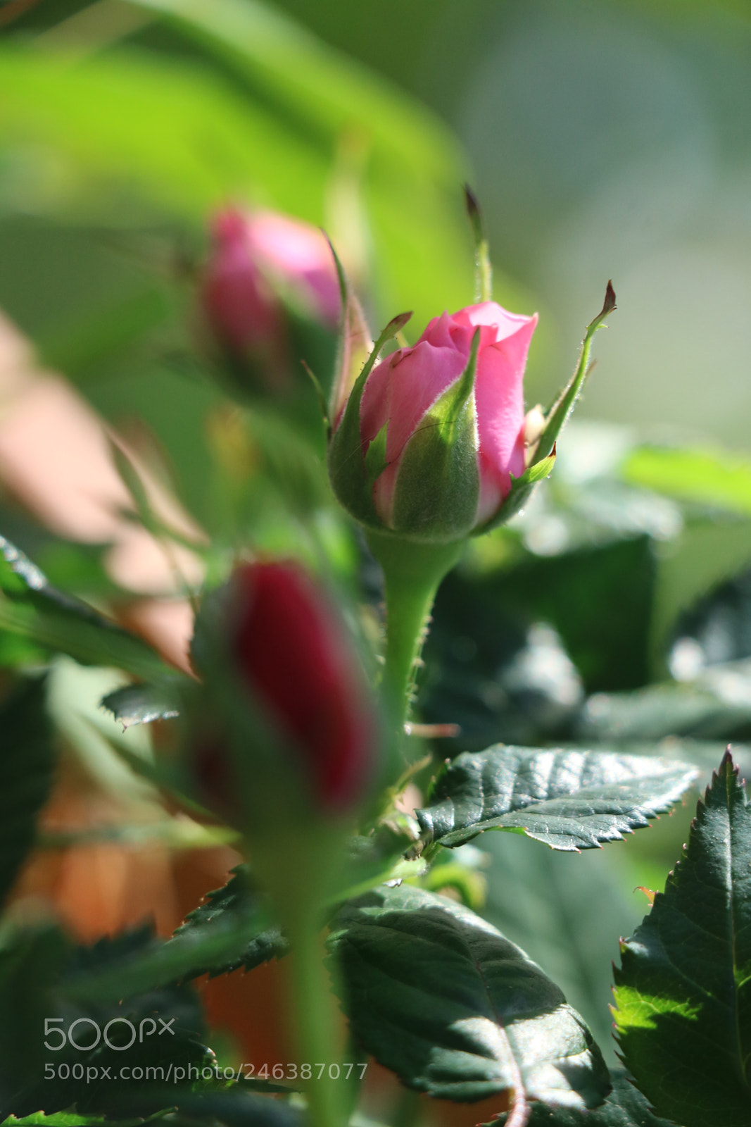 Canon EOS 750D (EOS Rebel T6i / EOS Kiss X8i) sample photo. Rose photography