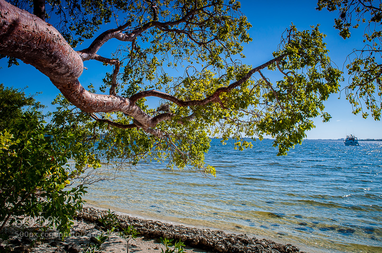 Nikon D5000 sample photo. Manatee coast a riverview photography