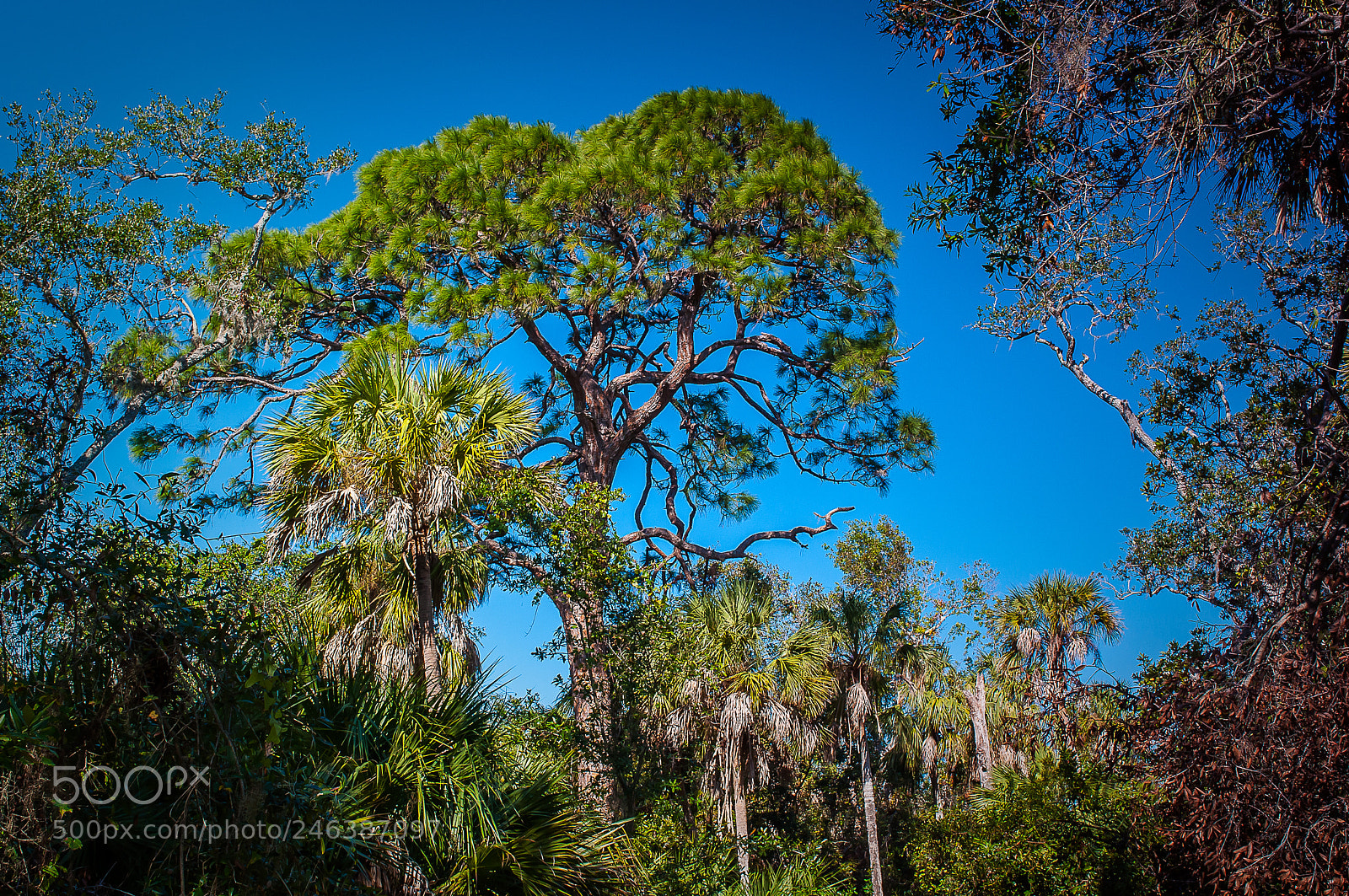 Nikon D5000 sample photo. Slash pine riverview pointe photography
