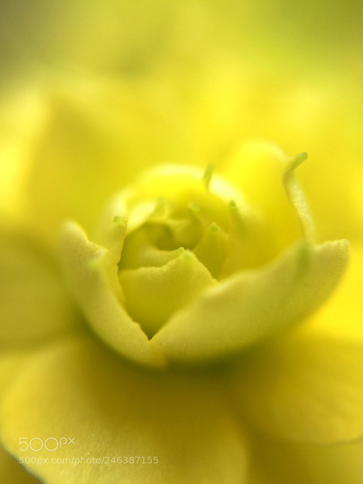 Apple iPhone 6 sample photo. Wild flower photography