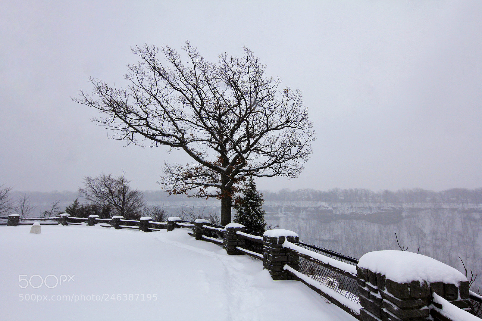 Canon EOS 60D sample photo. Tree photography