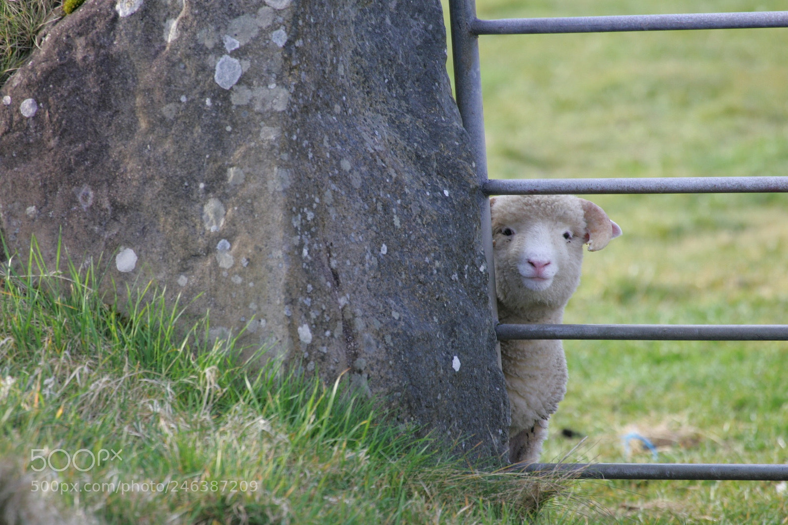Canon EOS-1D Mark II sample photo. Curious sheep photography