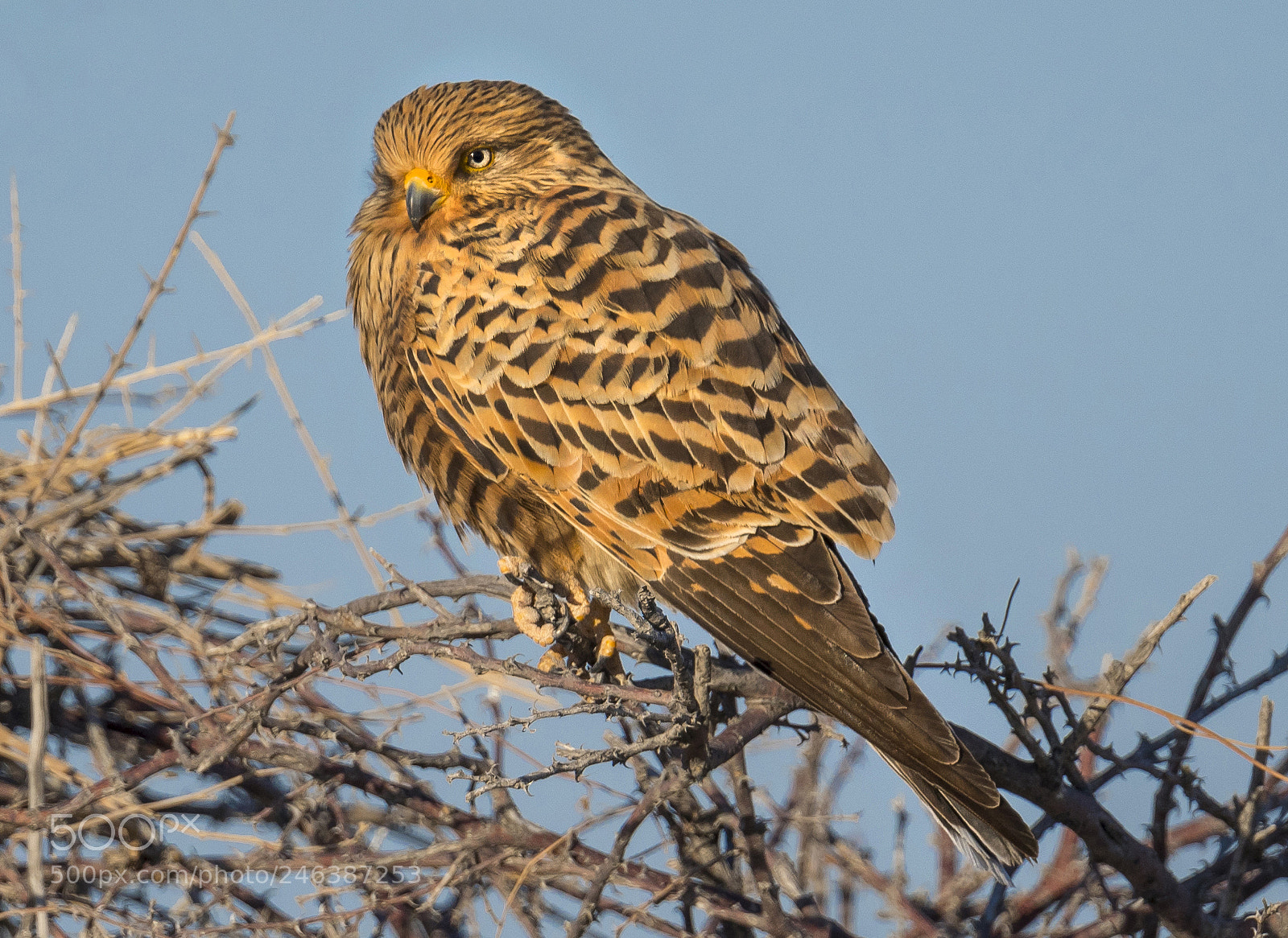 Nikon D500 sample photo. Greater kestrel photography
