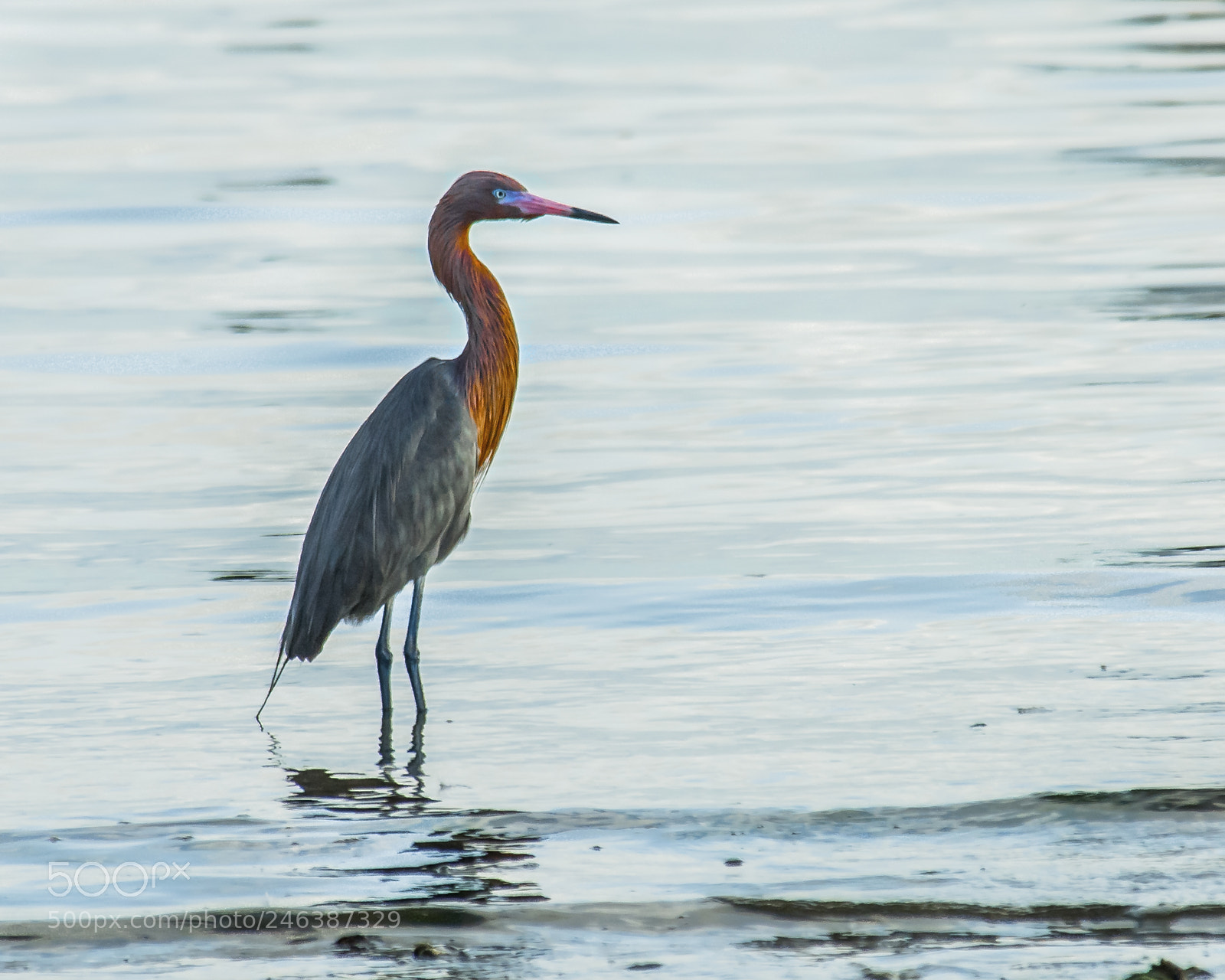 Nikon D200 sample photo. Reddish egret photography