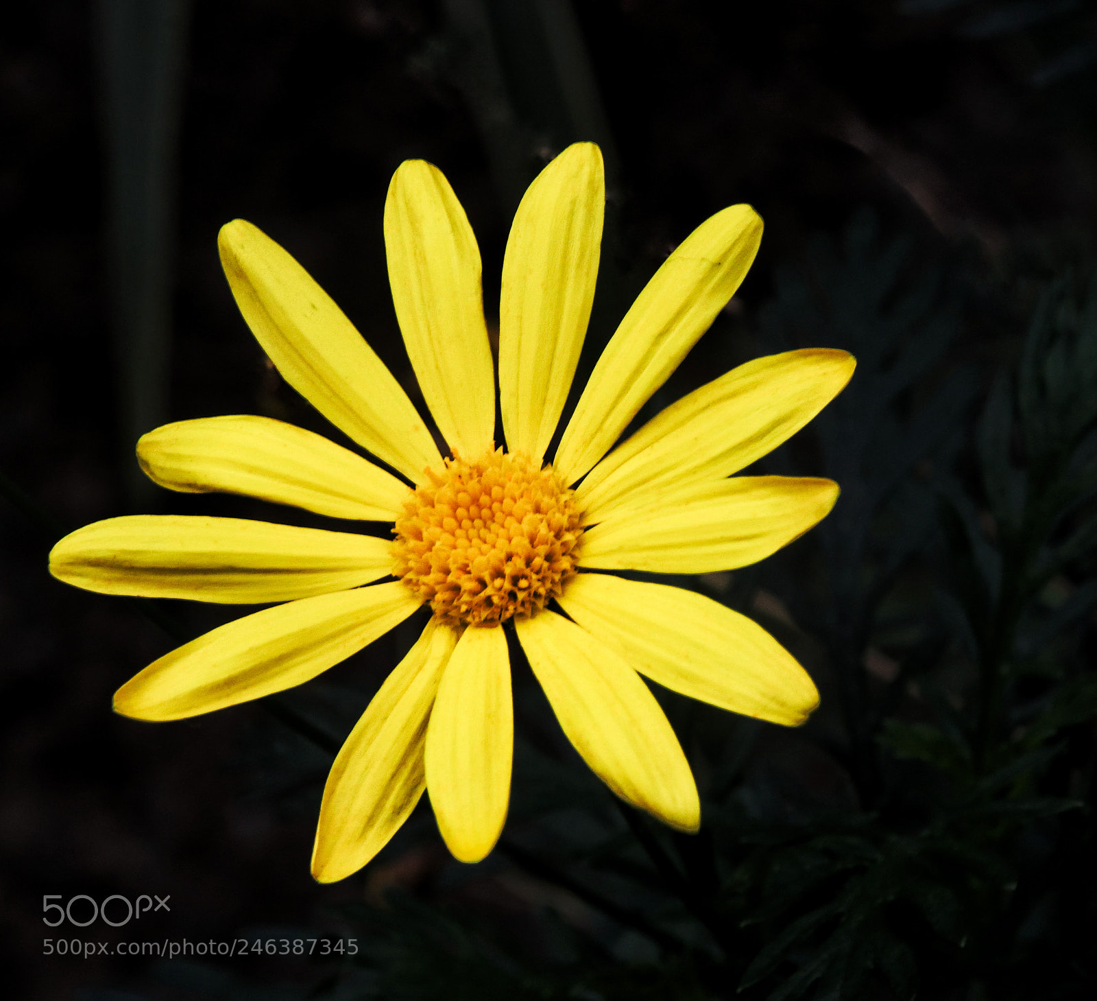 Canon EOS 77D (EOS 9000D / EOS 770D) sample photo. Pop of color photography