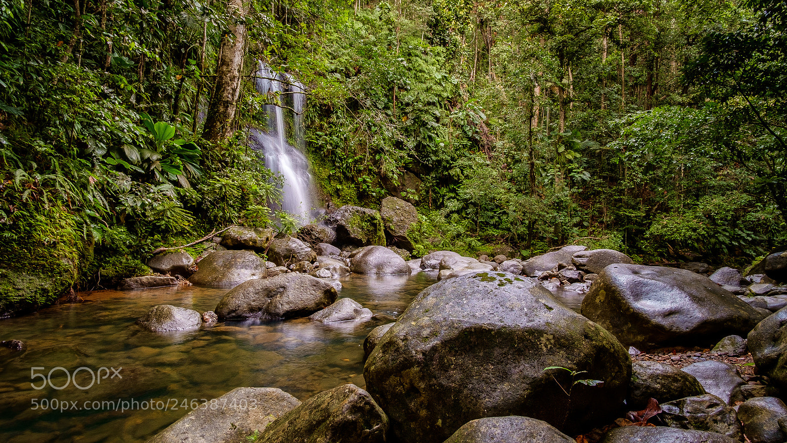 Fujifilm X-E1 sample photo. Forêt tropical photography