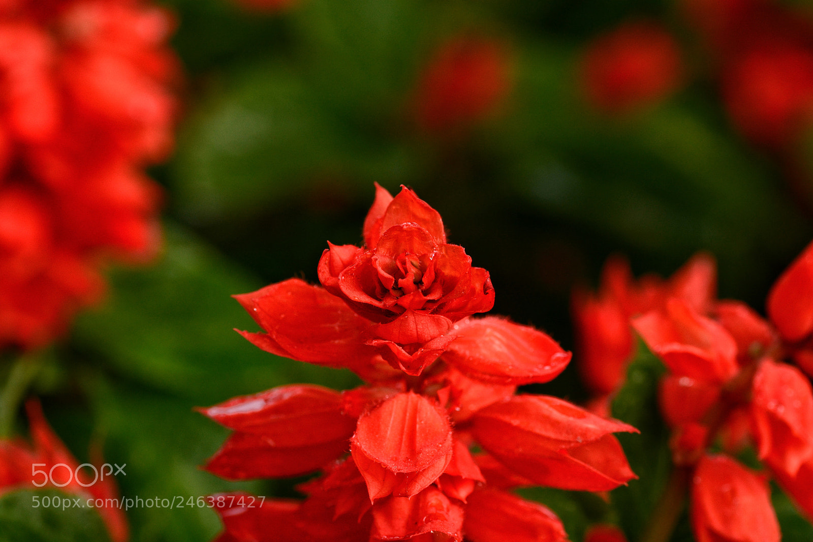 Nikon D7100 sample photo. Untitled photography