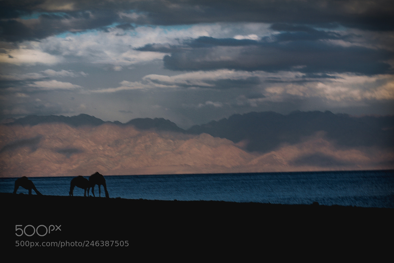Canon EOS 700D (EOS Rebel T5i / EOS Kiss X7i) sample photo. Camels paradise photography