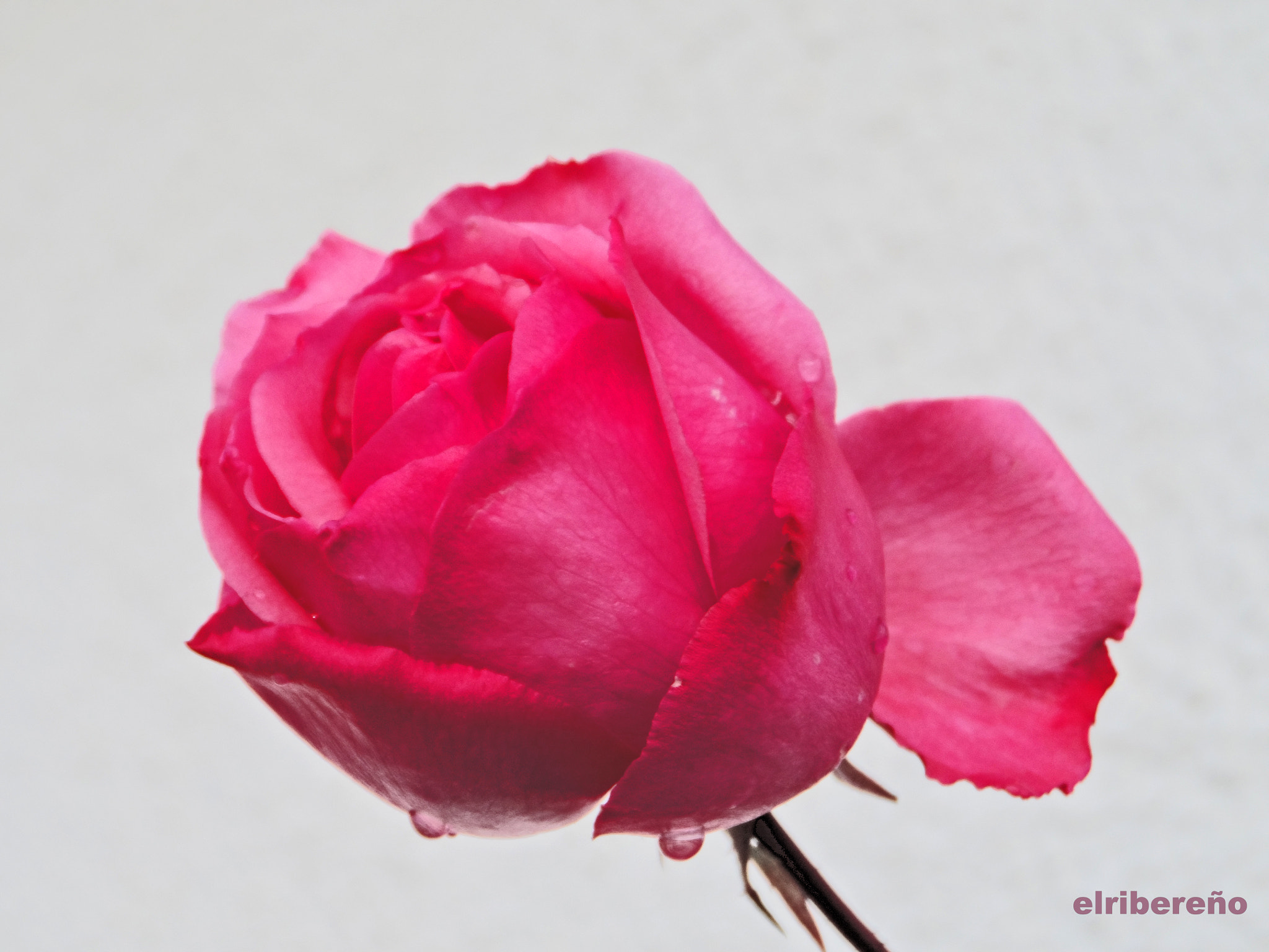 Samsung WB150 / WB150F / WB152 / WB152F / WB151 / WB151F / WB140 sample photo. Befad o photography