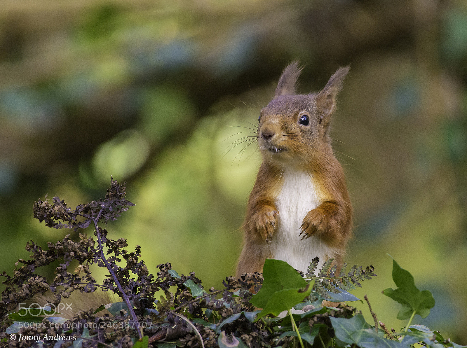 Nikon D7200 sample photo. Red squirrel photography