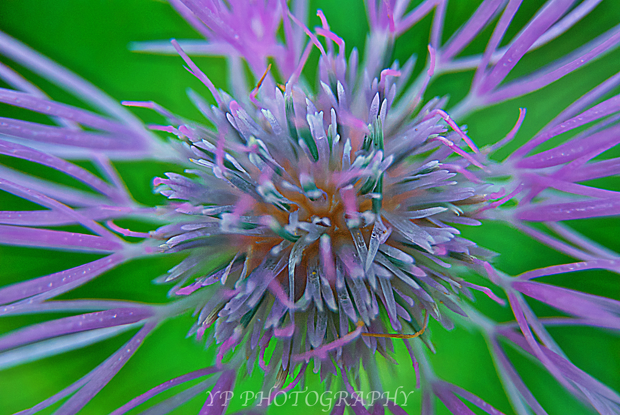 Nikon D200 sample photo. Ypf photography