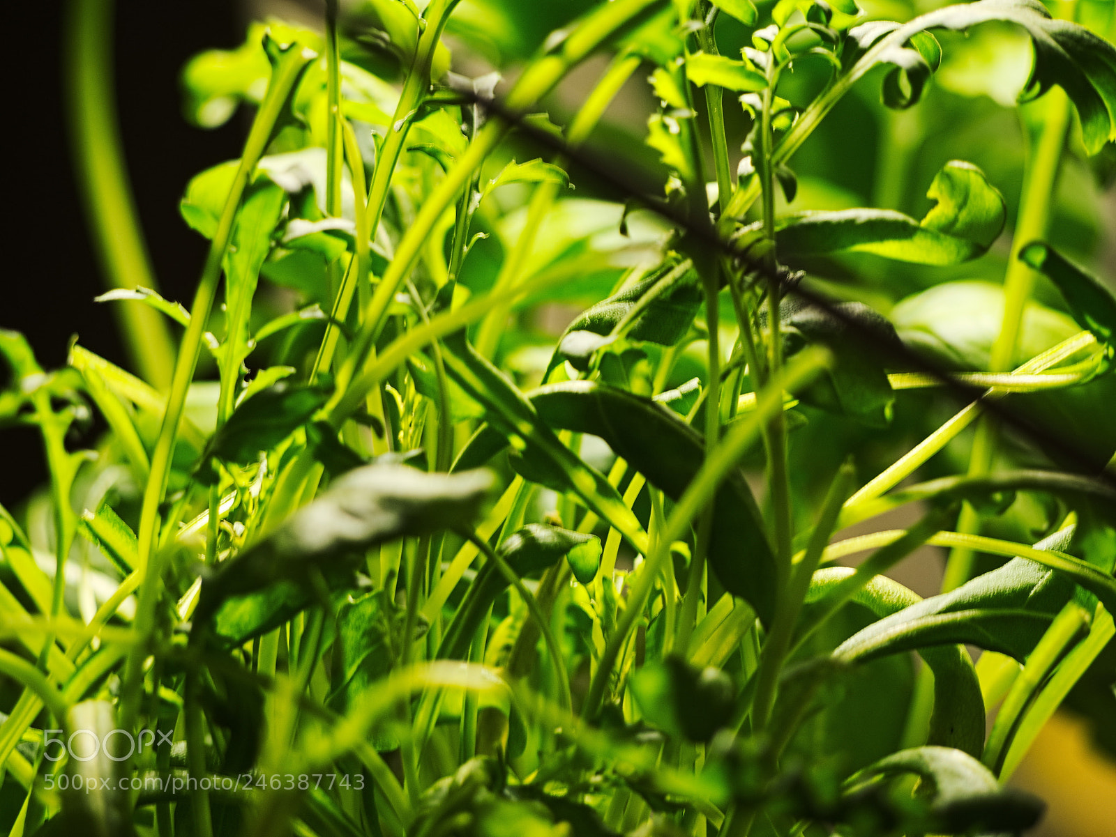 Olympus OM-D E-M10 II sample photo. Vintage style green fresh photography