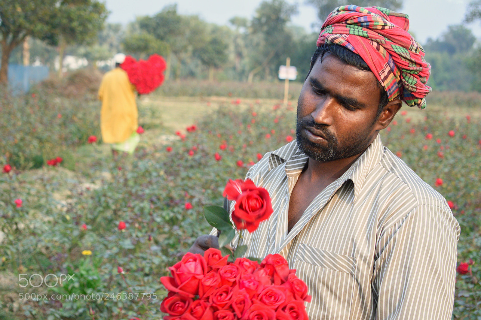 Nikon D7200 sample photo. Flower farmer photography