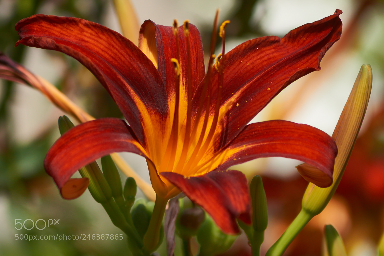 Sony SLT-A58 sample photo. Flowers photography