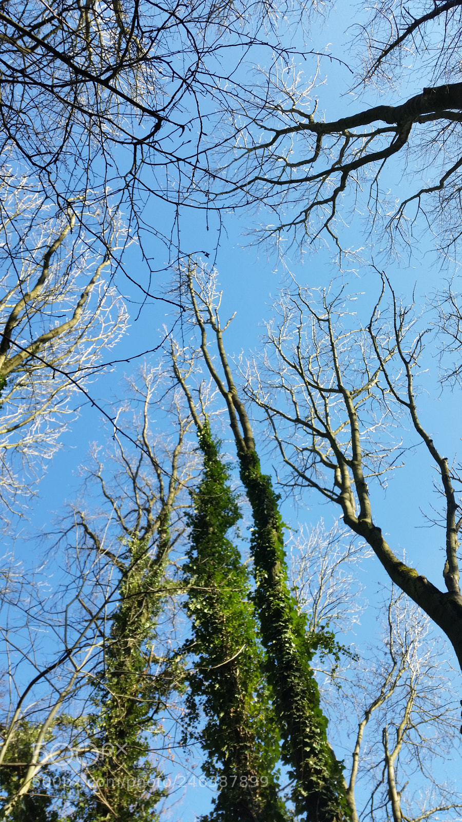 Samsung Galaxy S5 sample photo. Up,up,up to the sky photography