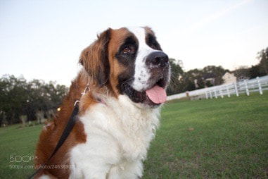 Canon EOS 1300D (EOS Rebel T6 / EOS Kiss X80) sample photo. Saint bernard photography