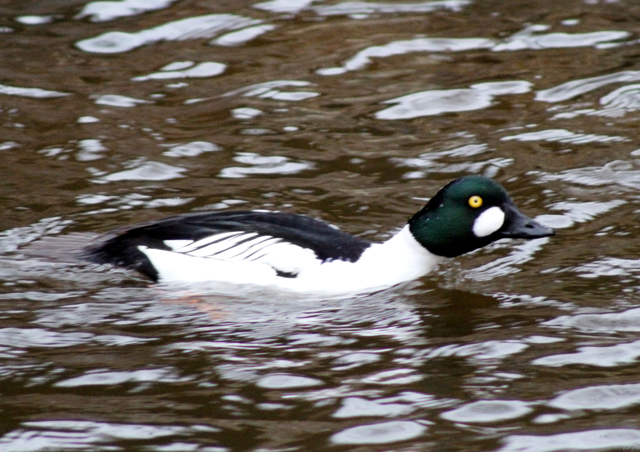 Canon EOS 1300D (EOS Rebel T6 / EOS Kiss X80) + EF75-300mm f/4-5.6 sample photo. Swimming against the stream photography