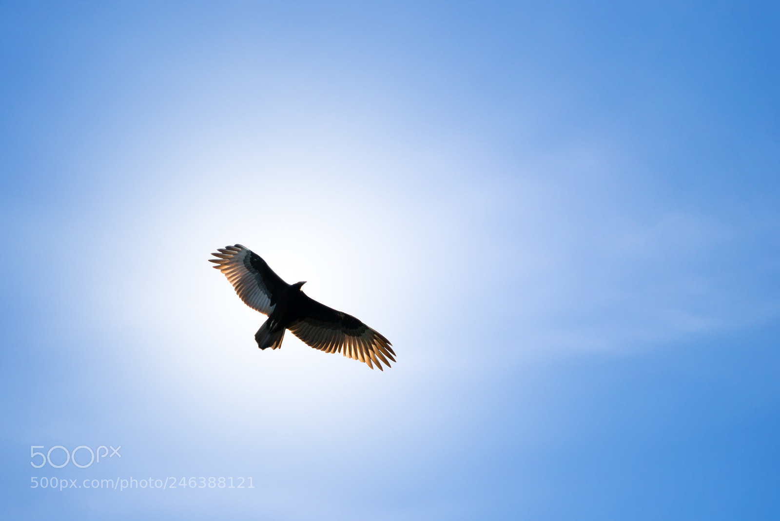 Nikon D800 sample photo. Vulture photography