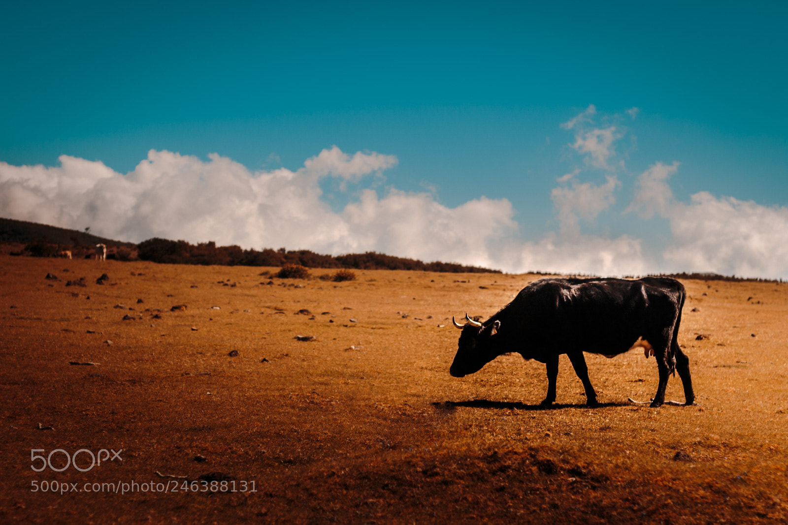 Canon EOS 100D (EOS Rebel SL1 / EOS Kiss X7) sample photo. Cow photography