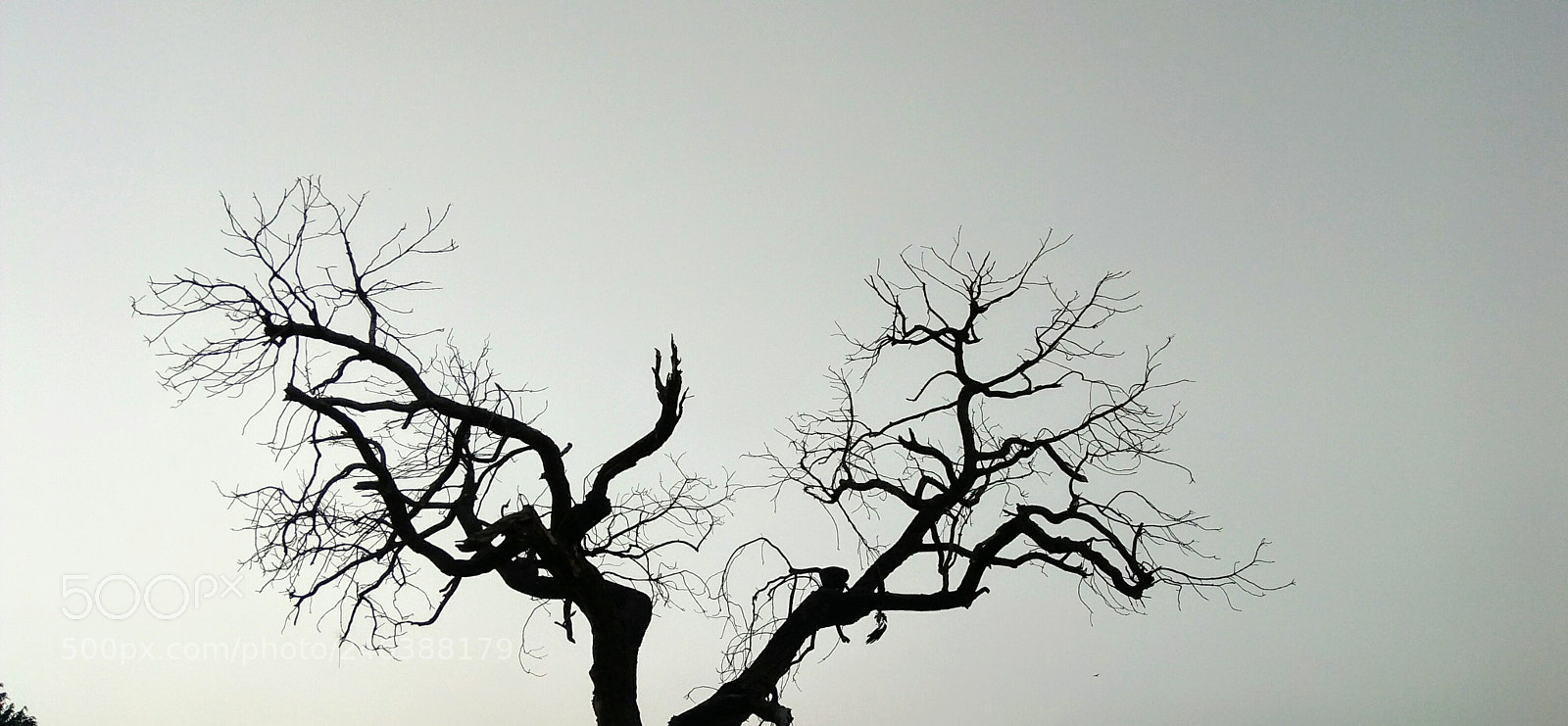 OPPO A37fw-International sample photo. Untitled photography