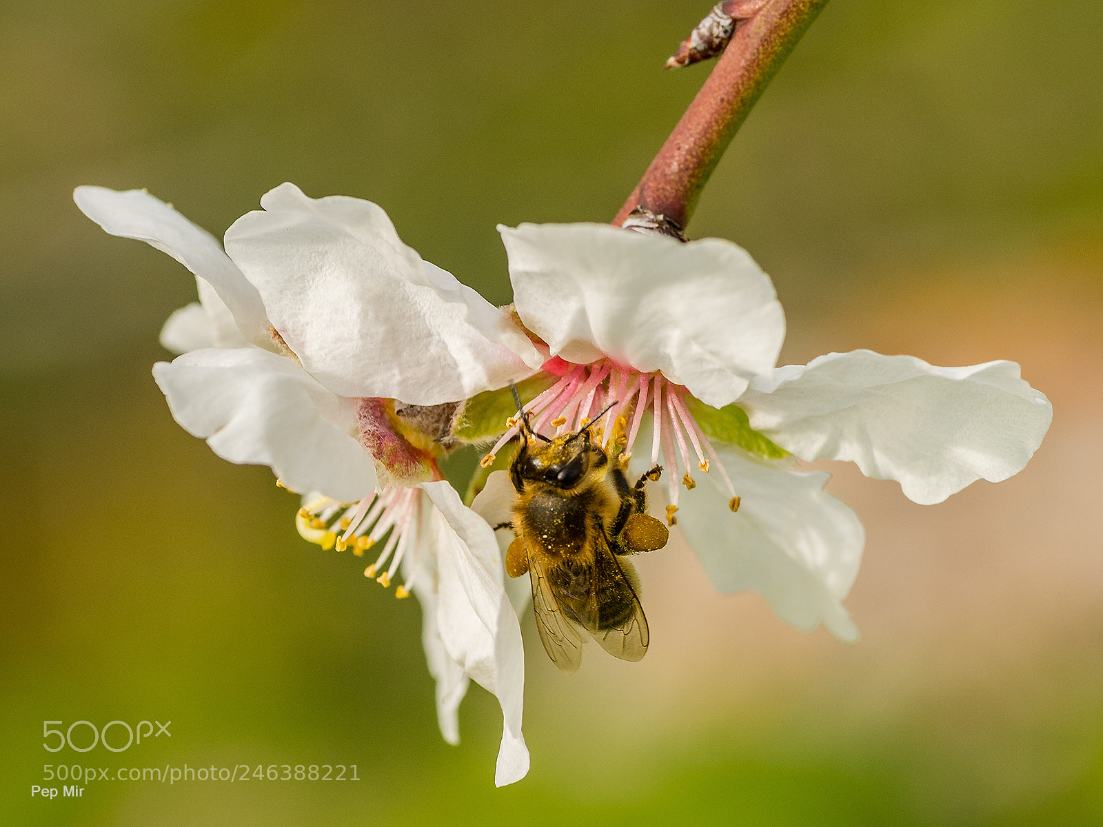Sony a99 II sample photo. Abeja photography