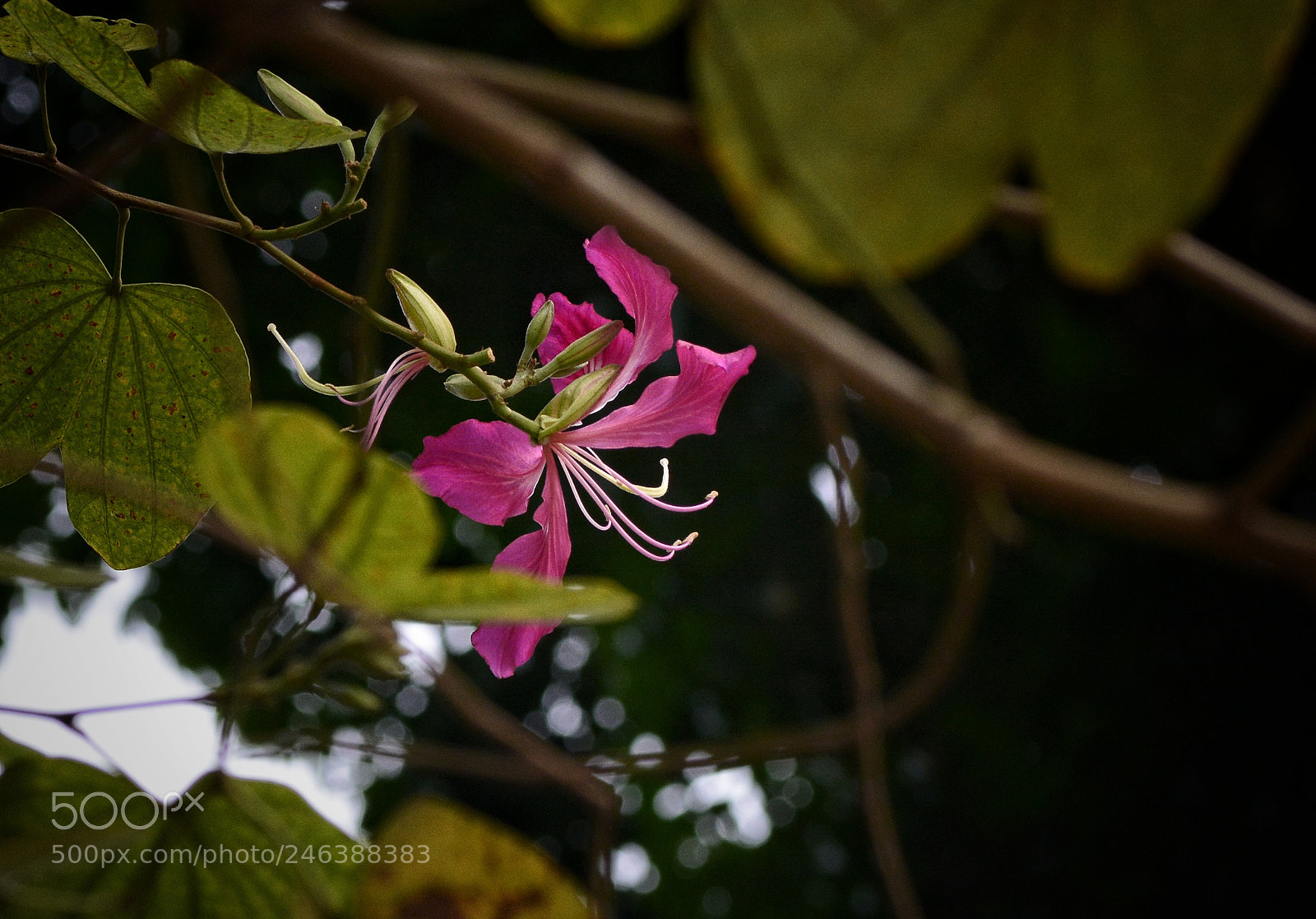 Nikon D7100 sample photo. Untitled photography